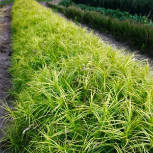 Turzyca palmowa Silberstreif (turzyca muskegońska)