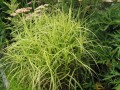 turzyca muskegońska/palmowa silberstreif