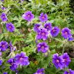 Bodziszek wspaniały