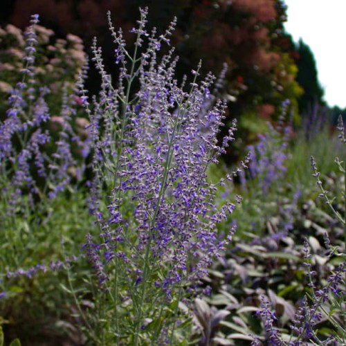 perowskia łobodolistna