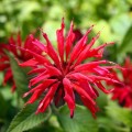 Pysznogłówka 'Cambridge Scarlet'