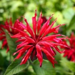 Pysznogłówka Cambridge Scarlet