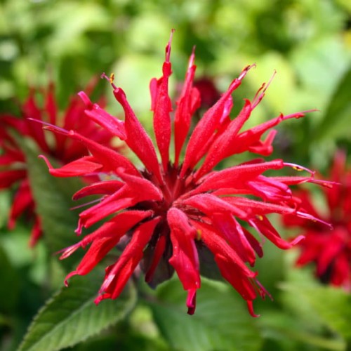 Pysznogłówka 'Cambridge Scarlet'
