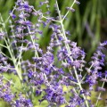perowskia blue spire