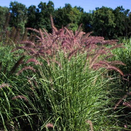 Rozplenica wschodnia 'Karley Rose'