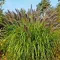 rozplenica japonska moudry sadzonka pennisetum