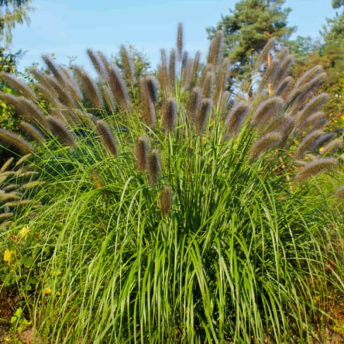 rozplenica japonska moudry sadzonka pennisetum