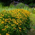 rudbekia little goldstar