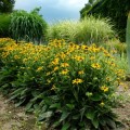 rudbekia little goldstar