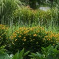 rudbekia little goldstar