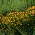 rudbekia little goldstar