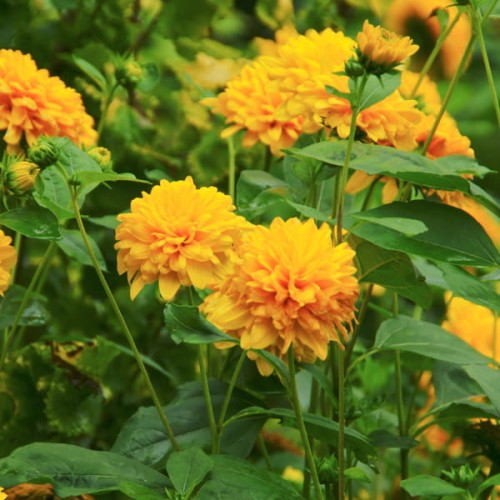 słonecznik sunshine daydream