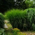 miskant gracillimus miscanthus