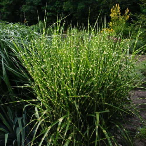 miskant zebrinus