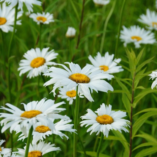 złocień właściwy