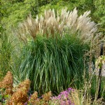 Miskant chiński Goldglanz