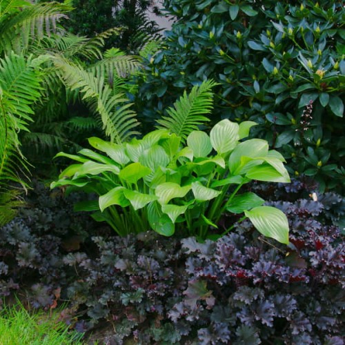 funkia royal standard