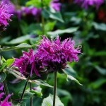 Pysznogłówka Knight Purple