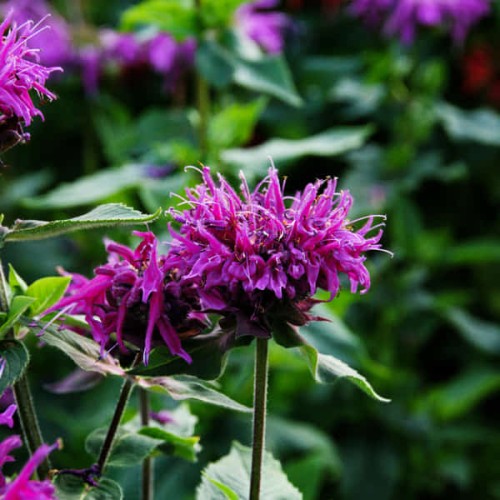 pysznogłówka purple knight