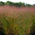 proso rózgowate squaw 3.jpg