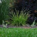 sesleria jesienna sadzonka sesleria autumnalis