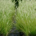 sadzonki sesleria jesienna sesleria autumnalis