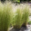 stipa ostnica pony tails sadzonki