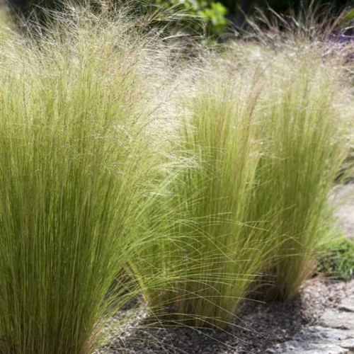 stipa ostnica pony tails sadzonki