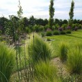 stipa sadzonki ostnica  pony tails