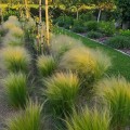 stipa sadzonka ostnica pony tails