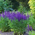 szalwia omszona merleu blue salvia nemorosa