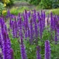 szalwia omszona merleu blue salvia nemorosa