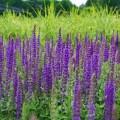szalwia omszona merleu blue salvia nemorosa