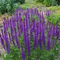 szalwia omszona merleu blue salvia nemorosa