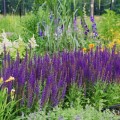 szalwia omszona merleu blue salvia nemorosa