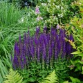 szalwia omszona merleu blue salvia nemorosa