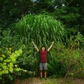 miskant olbrzymi miscanthus giganteus sadzonki