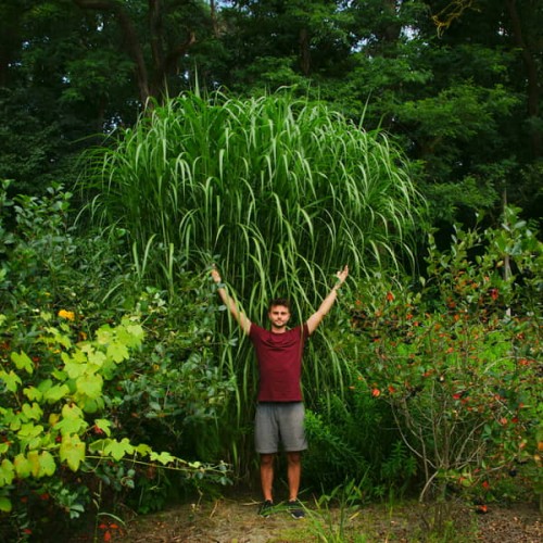 miskant olbrzymi miscanthus giganteus sadzonki