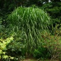 miskant olbrzymi miscanthus giganteus sadzonki