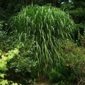 miskant olbrzymi miscanthus giganteus sadzonki