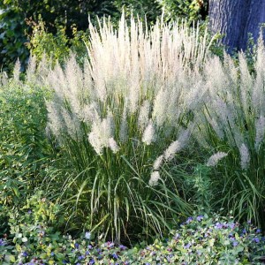 Trzcinnik krótkowłosy Brachytricha