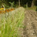 sesleria jesienna cięcie sesleria autumnalis sadzonki
