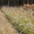 sesleria jesienna sesleria autumnalis zima