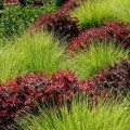 sesleria jesienna sesleria autumnalis