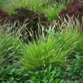sesleria jesienna sesleria autumnalis
