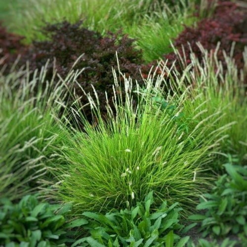 sesleria jesienna sesleria autumnalis