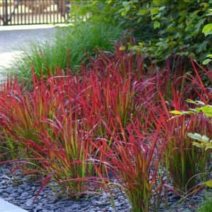 Imperata cylindryczna Red Baron