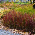 Imperata cylindryczna Red Baron Imperata cylindrica