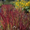 Imperata cylindryczna Red Baron Imperata cylindrica