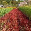 Imperata cylindryczna Red Baron Imperata cylindrica sadzonki
